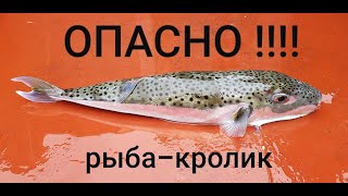 Рыбалка в Средиземном море. Рыба- кролик
