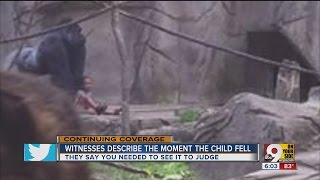 Witnesses describe the moment boy fell into gorilla enclosure