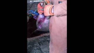 Castrating pigs