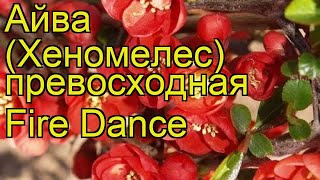 Айва превосходная Файр Дэнс. Краткий обзор, описание характеристик, где купить саженцы