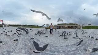 １００羽の鳥に囲まれる！３６０°VR３D