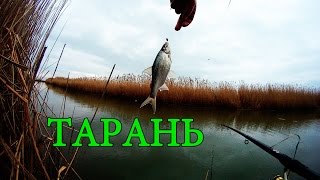 ТАРАНЬ. Ловля в проводку маховой удочкой. Рыбалка. Ловля тарани на поплавочную удочку. fishing