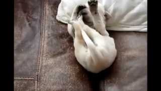 Спящие собаки . Приколы про собак. funny cats and dogs