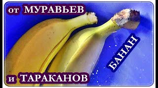  Как избавится от МУРАВЬЕВ и ТАРАКАНОВ / Банан, Желток и Борная кислота