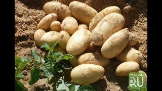 Египецкая картошка из Пятёрочки