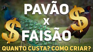 TUDO SOBRE FAISÃO E PAVÃO NA EXPO LONDRINA ‹ PET TV ›