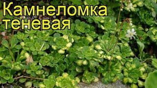 Камнеломка теневая. Краткий обзор, описание характеристик, где купить крупномеры, саженцы