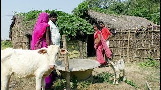 फुलमतिया के नैहर के खस्सी #MAITHILI_COMEDY #RAMLAL [ MITHILA MAITHILI ]