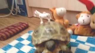 VLOG Первый фильм Элины о Черепахе и игрушках/ Видео для детей
