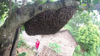 Ong Khoái rừng - loài ong hung hãn và cái kết bị ngâm rượu cả đàn