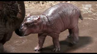 Hippo Calf is a Boy! - Cincinnati Zoo