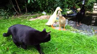 Indische Loopeend Kwik, Kwek en Kwak (en Kairo onze kat)