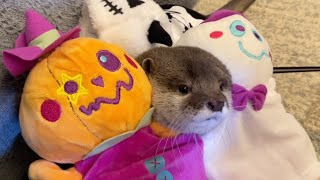 怖いカワウソと猫になってしまったハロウィン！ It's Halloween and I've turned into a scary otter and a cat!