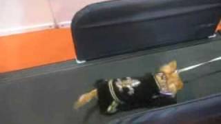 Тренировка на беговой дорожке X-Pet