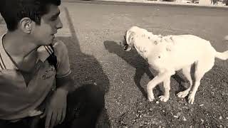 Köpekle ilişkiye giren Sülo