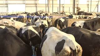 Stress, Entzündung und Krankheit im Rind vermeiden | JOSERA DairyPilot
