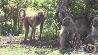 The Ugly Baboon Looking For Love