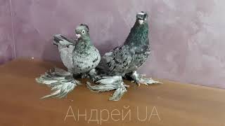 Голуби Узбекские Азиатские Челкари