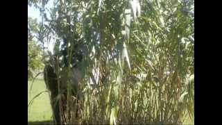 BIGFOOT FILMED IN CORNFIELD