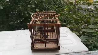 Ловушка для птиц непосед (ВСЕ ПТИЦЫ ЛЕТАЮТ НА ВОЛЕ!)