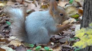 Бельчонок тренируется есть грецкие орехи / The squirrel is training to eat walnuts
