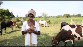 Dairy Farm Documentary