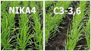 Сравнение всходов и развития ячменя.  Сеялка NIKA 4 VS СЗ-3,6