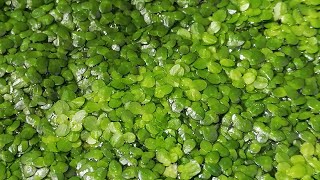 Ряска водоросли ускоренное VIDEO. Лекарственное растение.