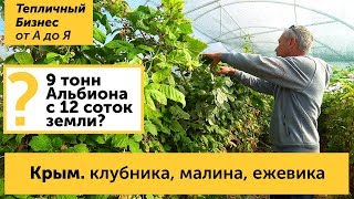 Крым. Клубника, малина и ежевика в Крыму - как выращивают ягоду крымские фермеры