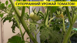 КАК ПОЛУЧИТЬ РАННИЙ УРОЖАЙ ТОМАТОВ В СИБИРИ? 