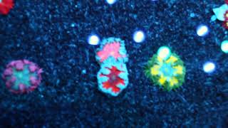 Ultra Rock Flower Anemones at SaltCritters.com