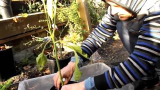 Hivernage Piments: