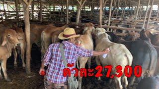 วัวบรามัน 23 ตัว ราคาตัวละ 27,300