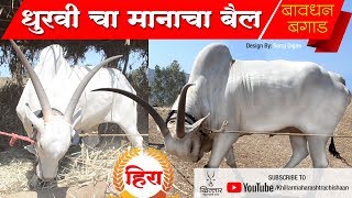 Khillar Maharashtrachi Shaan । Bavdhan Bagad । धुरवीचा मानाचा बैल हिरा । २०१९ | Khillar
