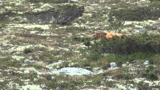 Kiara og Holly på rypefjellet 2011