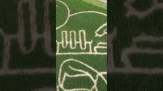 German farmer creates maze showing person getting #COVID jab! #Germany #shorts