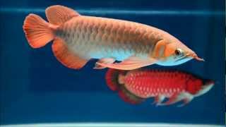 CBS Arowana Pro shop, Jakarta- INDONESIA. Ultimatum RED