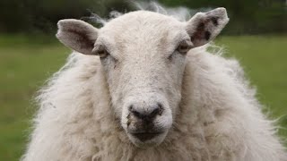 Student Has Sex With Sheep Because He Was 'Stressed' About Exams