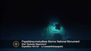 Serious and Surreal Sponges on Don Quixote Seamount | Nautilus Live