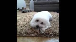 Coton de Tulear Burps