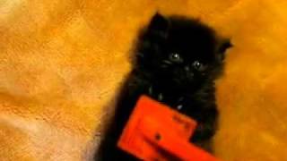 Cute Kitten Brushing