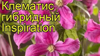Клематис гибридный Инспирейшн. Краткий обзор, описание характеристик clematis Inspiration