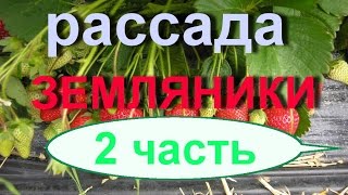 Моя Семья.Рассада земляники 2 часть