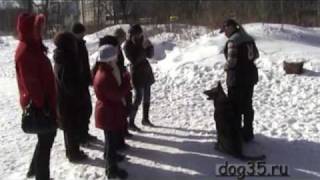 Клуб юного кинолога