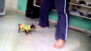 pincher bravo