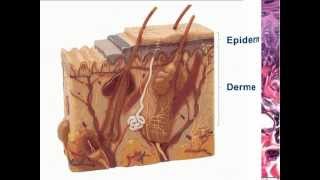 Histologia da Pele
