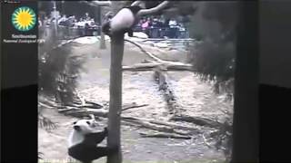 2014-04-03 How Did Bao Bao Get Out of the Tree?