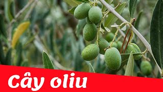 Dạy bé học nhận biết các loại cây tiếng việt | cây oliu | Dạy trẻ thông minh sớm