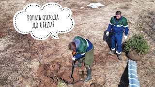 Сажаем ёлочку под самый корешок. Дерево, а не сову