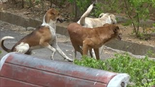 Street dogs in Bangalore